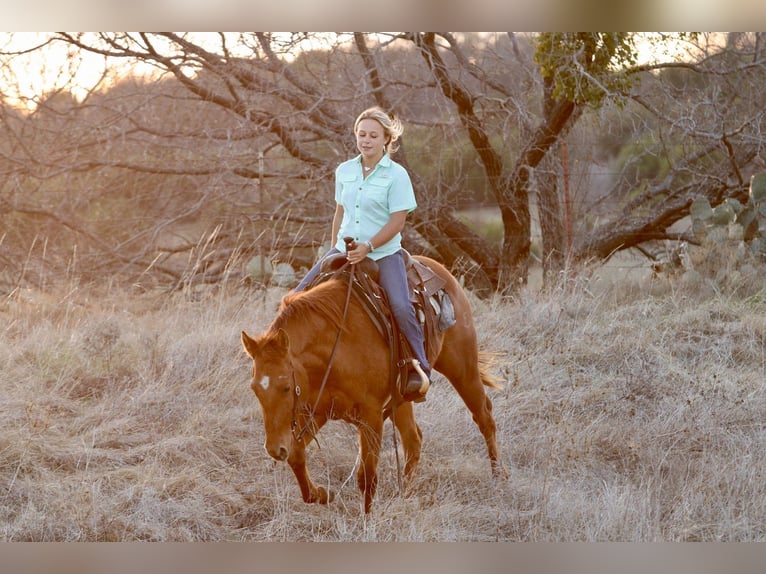 Quarter horse américain Hongre 3 Ans 147 cm Alezan cuivré in Mineral Wells
