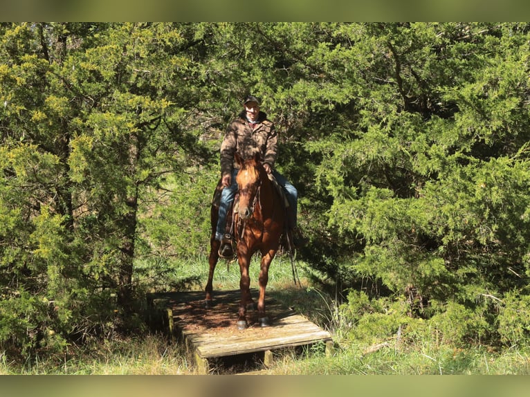 Quarter horse américain Hongre 3 Ans 147 cm Alezan cuivré in Mount Vernon