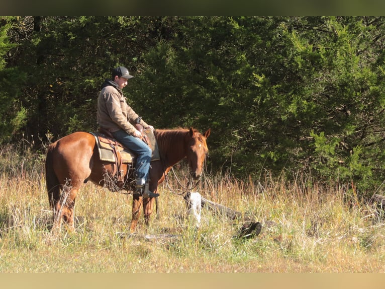 Quarter horse américain Hongre 3 Ans 147 cm Alezan cuivré in Mount Vernon