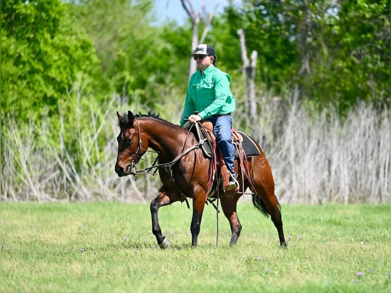 Quarter horse américain Hongre 3 Ans 147 cm Bai cerise in Waco