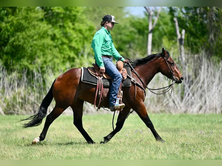 Quarter horse américain Hongre 3 Ans 147 cm Bai cerise in Waco