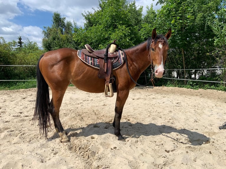 Quarter horse américain Hongre 3 Ans 147 cm Bai cerise in Kielce