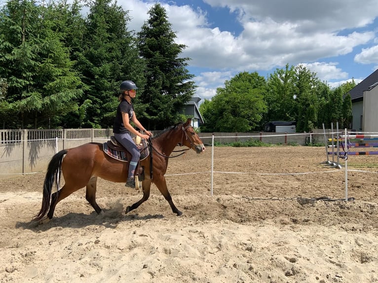 Quarter horse américain Hongre 3 Ans 147 cm Bai cerise in Kielce