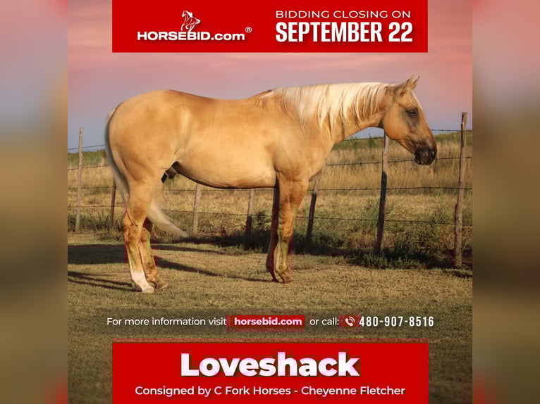 Quarter horse américain Hongre 3 Ans 147 cm Dunalino in Amarillo