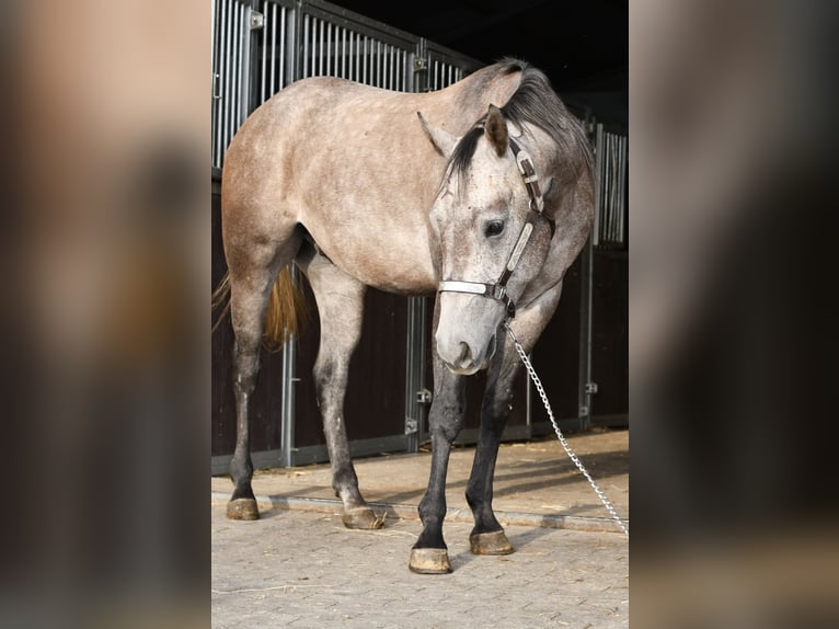 Quarter horse américain Hongre 3 Ans 147 cm Gris pommelé in Geilenkirchen