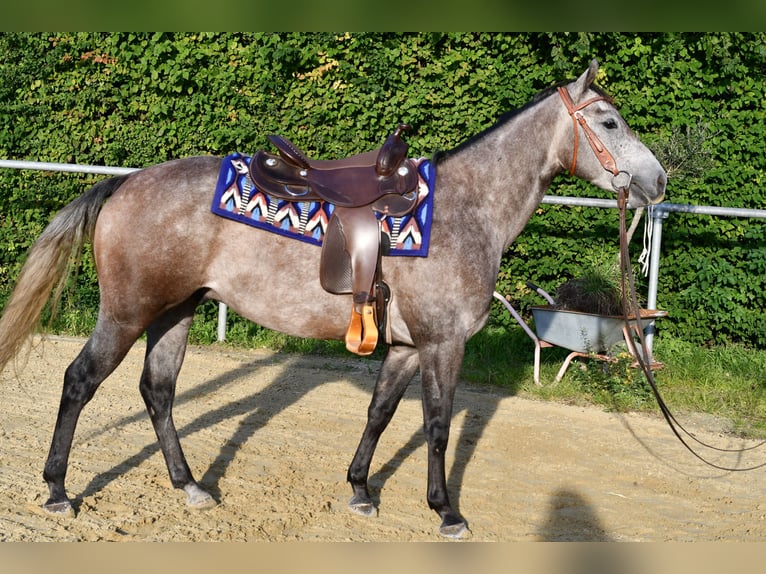 Quarter horse américain Hongre 3 Ans 147 cm Gris pommelé in Thorn