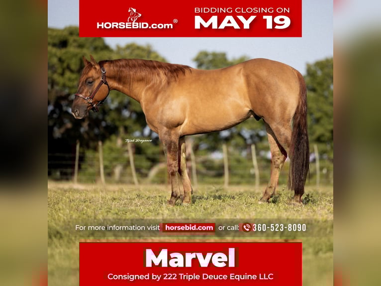Quarter horse américain Hongre 3 Ans 147 cm Isabelle in Cisco, TX