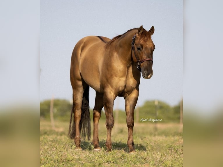 Quarter horse américain Hongre 3 Ans 147 cm Isabelle in Cisco, TX