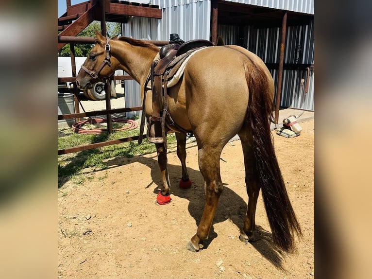 Quarter horse américain Hongre 3 Ans 147 cm Isabelle in Cisco, TX