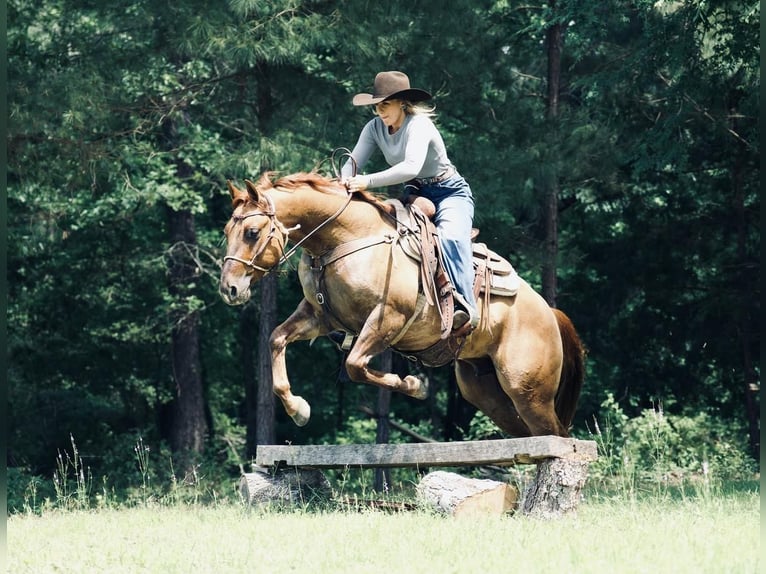 Quarter horse américain Hongre 3 Ans 147 cm Isabelle in Cisco, TX