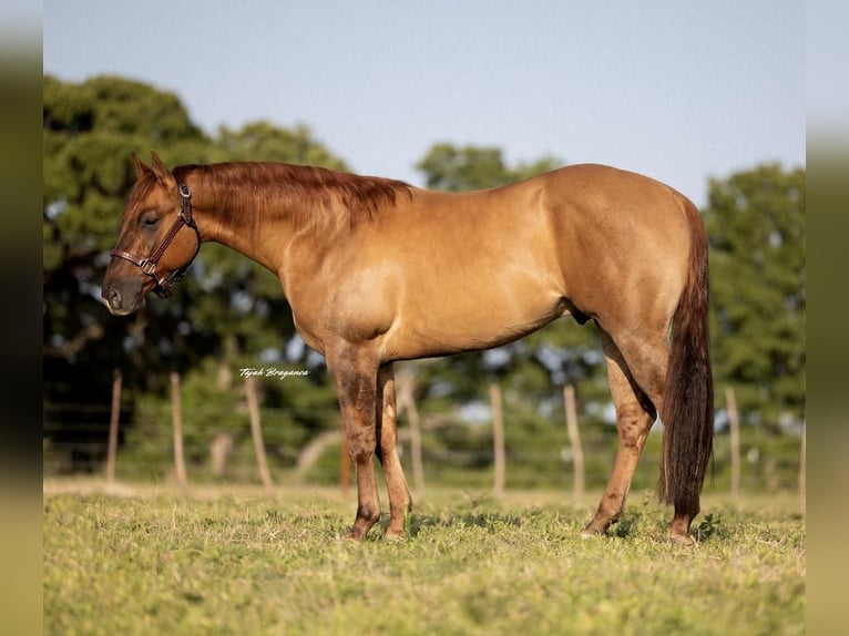 Quarter horse américain Hongre 3 Ans 147 cm Isabelle in Cisco, TX