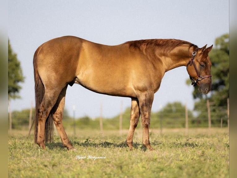 Quarter horse américain Hongre 3 Ans 147 cm Isabelle in Cisco, TX