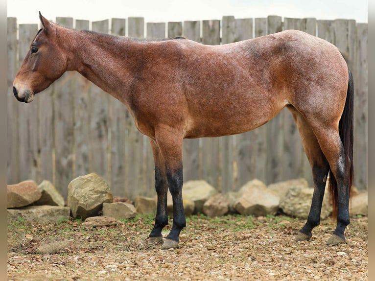 Quarter horse américain Hongre 3 Ans 147 cm Roan-Bay in Cole Camp MO