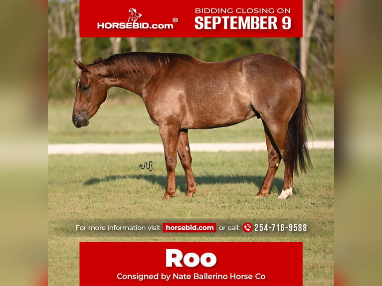 Quarter horse américain Hongre 3 Ans 147 cm Rouan Rouge in Waco, TX