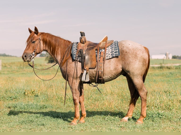 Quarter horse américain Hongre 3 Ans 147 cm Rouan Rouge in Decorah