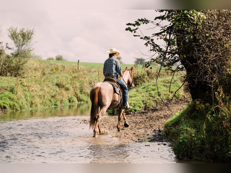 Quarter horse américain Hongre 3 Ans 147 cm Rouan Rouge in Decorah