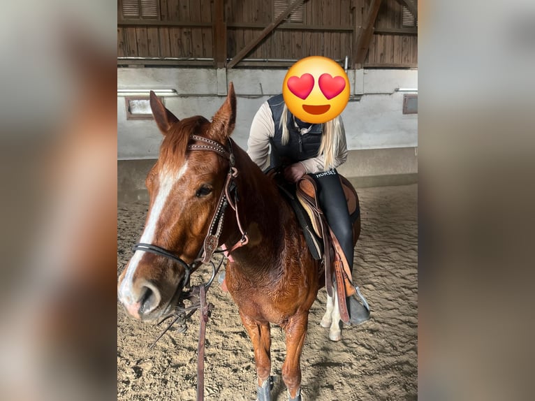 Quarter horse américain Hongre 3 Ans 148 cm Alezan brûlé in Wasserburg am Inn