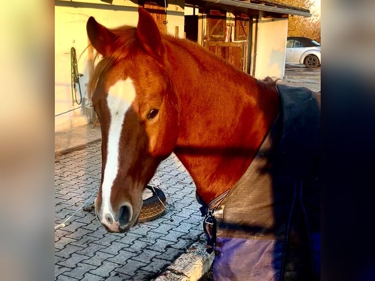 Quarter horse américain Hongre 3 Ans 148 cm Alezan brûlé in Wasserburg am Inn