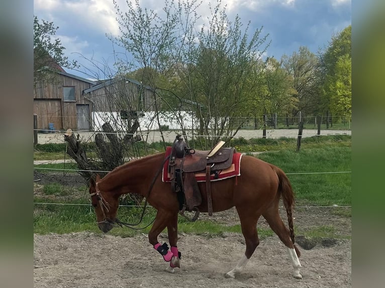 Quarter horse américain Hongre 3 Ans 148 cm Alezan brûlé in Wasserburg am Inn