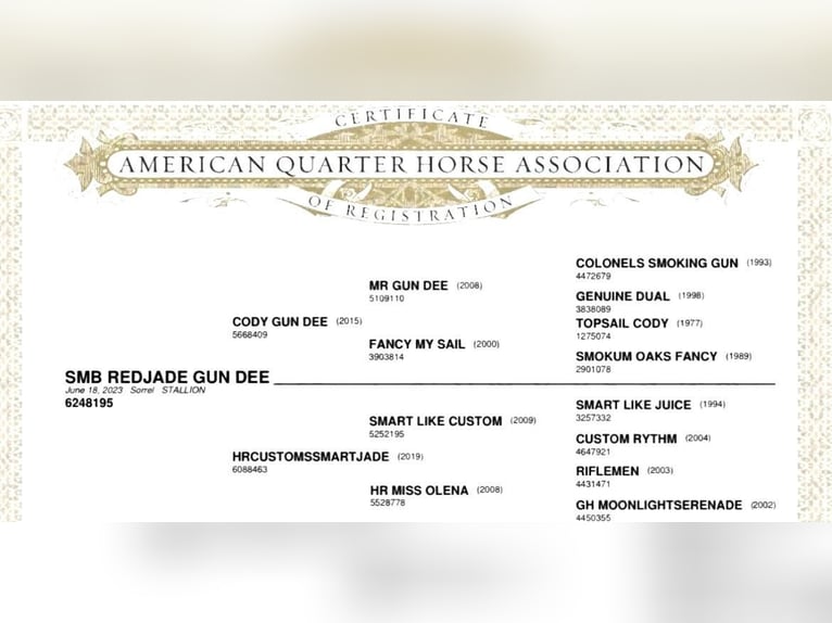 Quarter horse américain Hongre 3 Ans 148 cm Alezan brûlé in Wasserburg am Inn