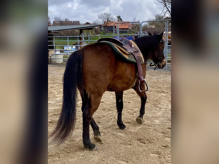 Quarter horse américain Hongre 3 Ans 148 cm Bai brun in Eglfing