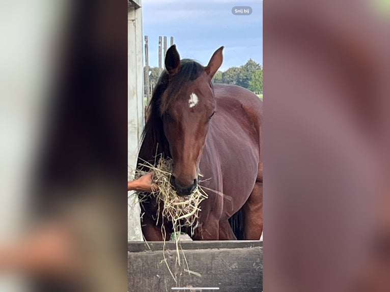 Quarter horse américain Hongre 3 Ans 148 cm Bai brun in Katwijk