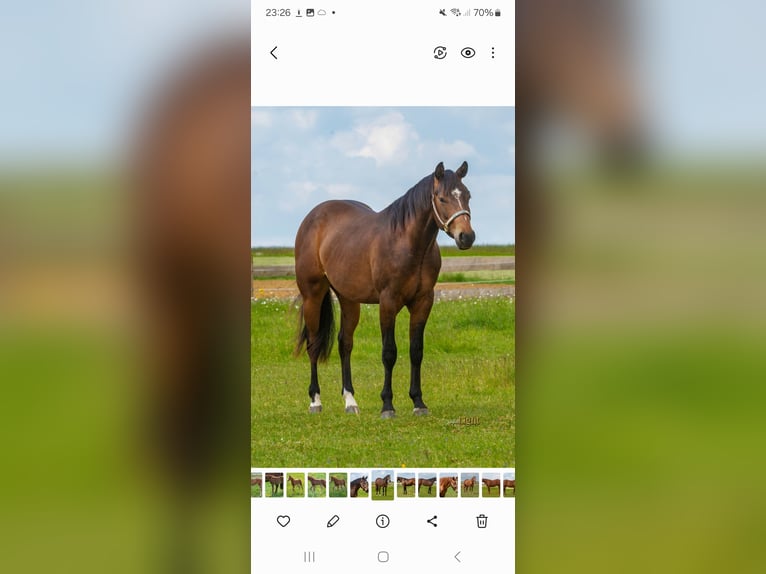 Quarter horse américain Hongre 3 Ans 148 cm Bai in Göggingen