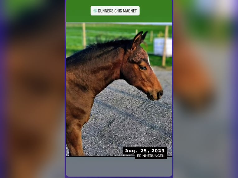 Quarter horse américain Hongre 3 Ans 148 cm Bai in Göggingen