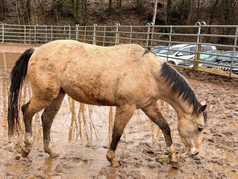 Quarter horse américain Hongre 3 Ans 148 cm Buckskin in Reichweiler