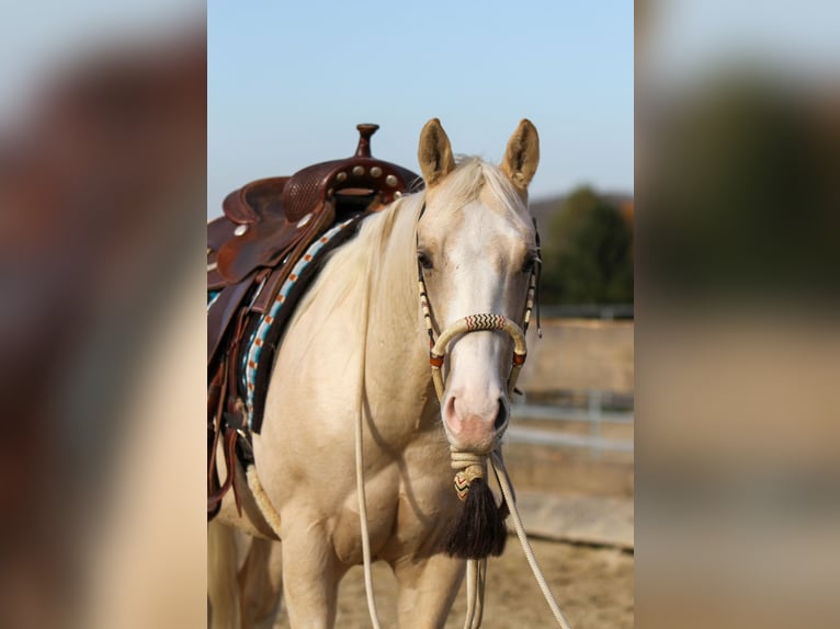 Quarter horse américain Hongre 3 Ans 148 cm Isabelle in Duingen