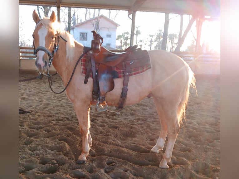Quarter horse américain Hongre 3 Ans 148 cm Palomino in Como
