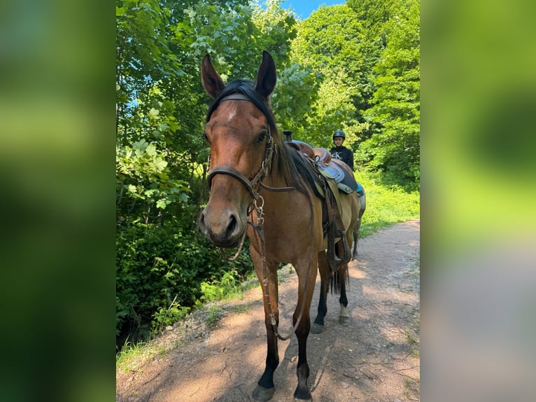 Quarter horse américain Hongre 3 Ans 148 cm Roan-Bay in Rechenberg-Bienenm&#xFC;hle