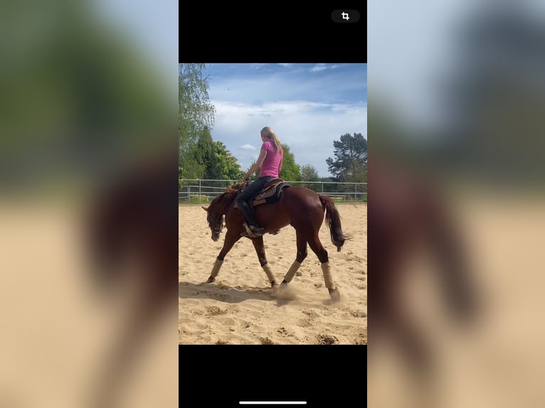 Quarter horse américain Hongre 3 Ans 149 cm Alezan brûlé in Haale Quarter horse américain Hongre 3 Ans 149 cm Alezan brûlé in Haale