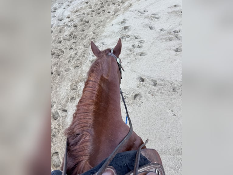 Quarter horse américain Hongre 3 Ans 149 cm Alezan brûlé in Haale Quarter horse américain Hongre 3 Ans 149 cm Alezan brûlé in Haale