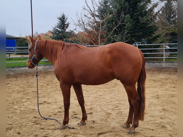 Quarter horse américain Hongre 3 Ans 149 cm  in Harth-Pöllnitz