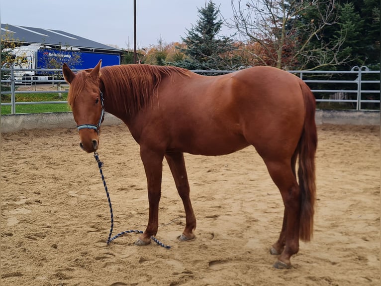 Quarter horse américain Hongre 3 Ans 149 cm  in Harth-Pöllnitz