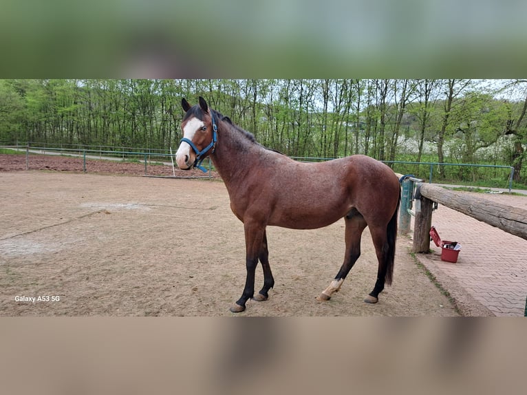 Quarter horse américain Hongre 3 Ans 149 cm Roan-Bay in Ayl