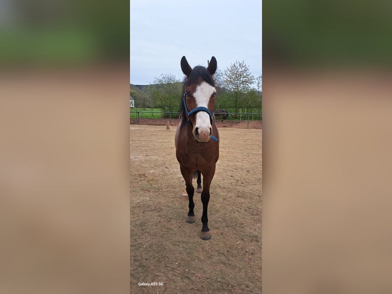 Quarter horse américain Hongre 3 Ans 149 cm Roan-Bay in Ayl