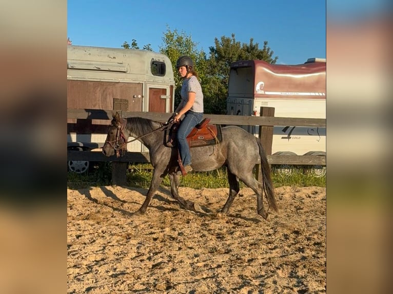 Quarter horse américain Hongre 3 Ans 149 cm Rouan Bleu in Daleiden