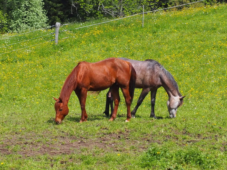 Quarter horse américain Hongre 3 Ans 150 cm Alezan cuivré in Glashütten