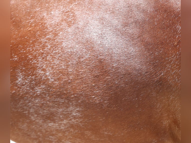 Quarter horse américain Hongre 3 Ans 150 cm Alezan cuivré in Dalhart, TX