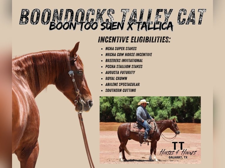 Quarter horse américain Hongre 3 Ans 150 cm Alezan cuivré in Dalhart, TX