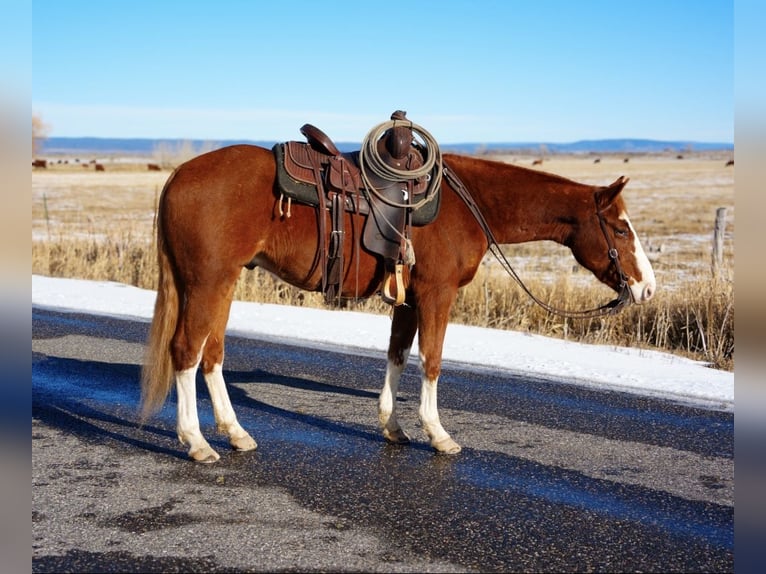 Quarter horse américain Hongre 3 Ans 150 cm Alezan cuivré in Saint Anthony