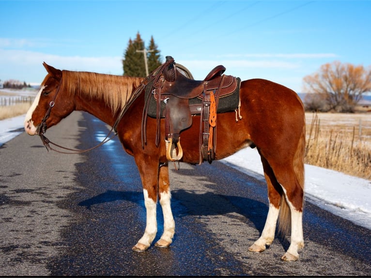 Quarter horse américain Hongre 3 Ans 150 cm Alezan cuivré in Saint Anthony