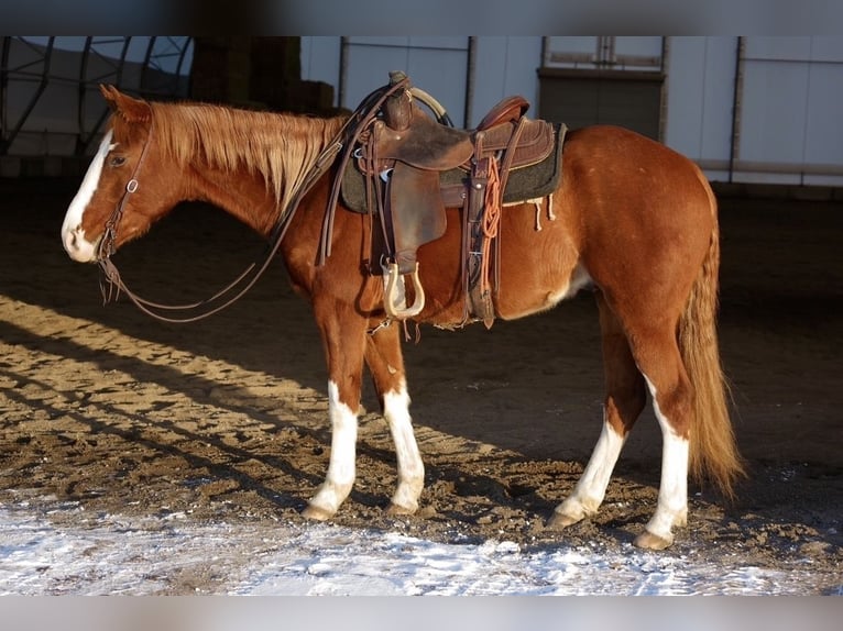 Quarter horse américain Hongre 3 Ans 150 cm Alezan cuivré in Saint Anthony