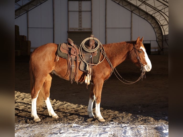 Quarter horse américain Hongre 3 Ans 150 cm Alezan cuivré in Saint Anthony