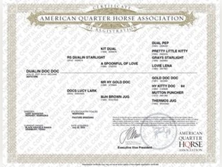 Quarter horse américain Hongre 3 Ans 150 cm Alezan cuivré in Granbury