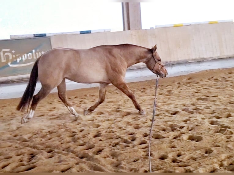 Quarter horse américain Hongre 3 Ans 150 cm Alezan dun in Göggingen