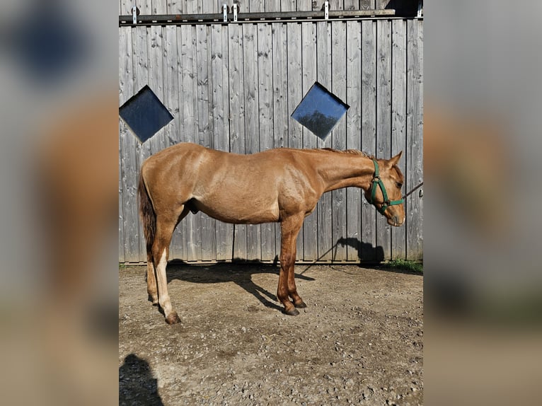 Quarter horse américain Hongre 3 Ans 150 cm Alezan dun in Steinen
