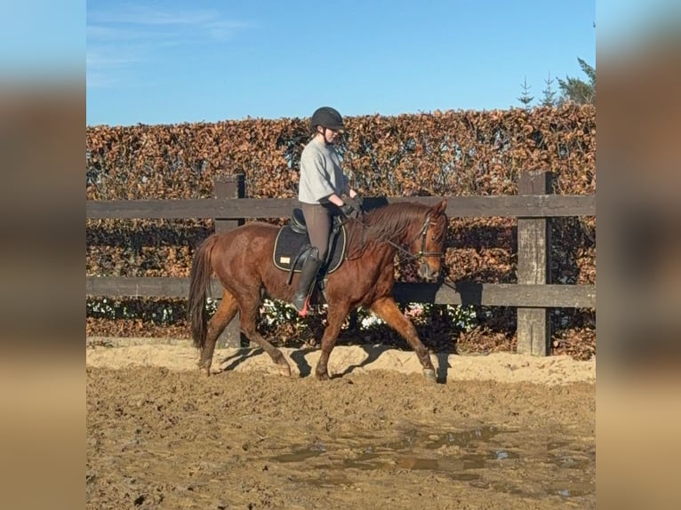 Quarter horse américain Hongre 3 Ans 150 cm Alezan in Daleiden